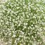 GYPSOPHILA MURALIS TEENY WHITE