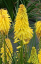 KLEOPATŘINA JEHLA - KNIPHOFIA "POCO YELLOW"