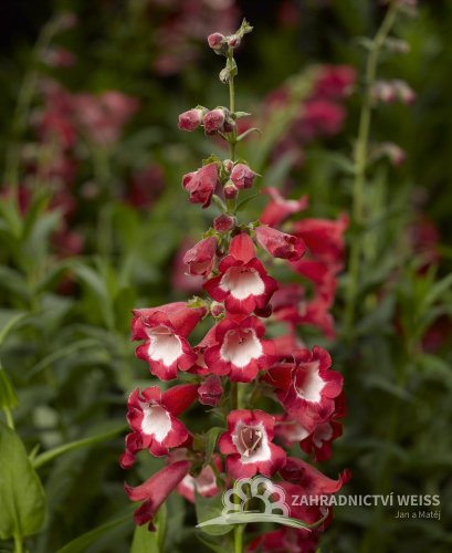 DRAČÍK - PENSTEMON HARTWEIGII 'ARABESQUE RED'