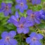 KAKOST - GERANIUM HYBRIDA JOHNSON´S BLUE