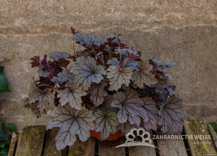 HEUCHERELLA HYB. PLUM CASCADE