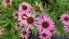 ECHINACEA FOUNTAIN LIGHT PURPLE