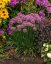 OKRASNÝ ČESNEK - ALLIUM HYBRIDA MILLENIUM
