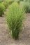MISCANTHUS SINENSIS STRICTUS
