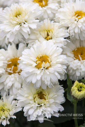 KOPRETINA – LEUCANTHEMUM x SUPERBUM MACAROON