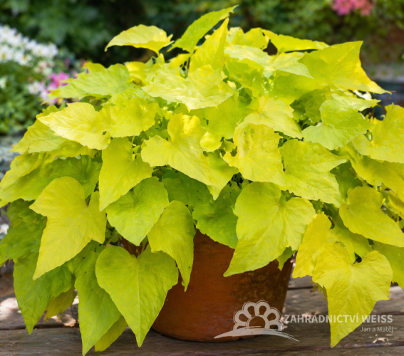 IPOMEA BATATAS YELLOW – POVÍJNICE BATATOVA