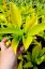 HOSTA HYBRID. STAINED GLASS