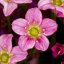 SAXIFRAGA RŮŽOVÁ - ROSEA
