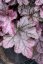 HEUCHERA REX SILVER