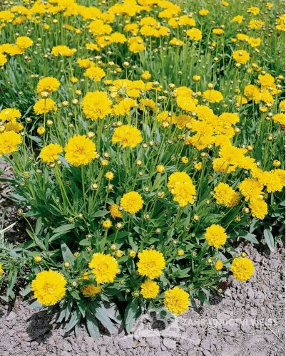 KRASNOOČKO - COREOPSIS EARLY SUNRISE