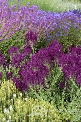 ŠALVĚJ HAJNÍ - SALVIA NEMOROSA SCHWELLENBURG