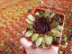 NETŘESK - SEMPERVIVUM HYBR. LACERTA
