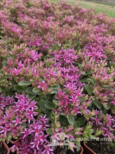 SEDUM SPURIUM SCHORBUSER BLUT