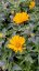 SLUNEČNICE- HELIOPSIS HELIANHOIDES ORIOLE SINGLE YELLOW