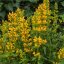 AGASTACHE KUDOS YELLOW