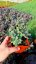 SEDUM CAUTICOLA SUNSPARKLER PLUM DAZZLED
