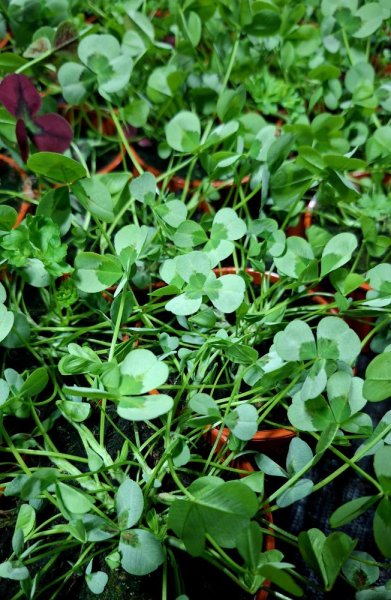 OXALIS ZELENÝ