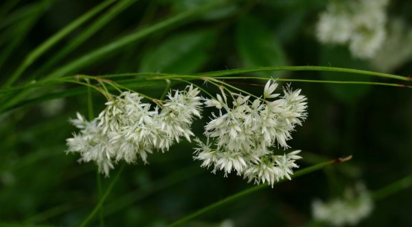 LUZULA NIVEA LUCIUS