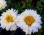 KOPRETINA – LEUCANTHEMUM x SUPERBUM MACAROON