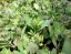 SEDUM TELEPHIUM MR GOODBUD