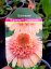 TŘAPATKA - ECHINACEA "SUPREME CANTALOUPE"