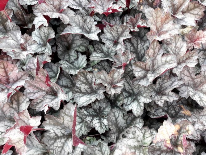 HEUCHERA - "GLITTER"