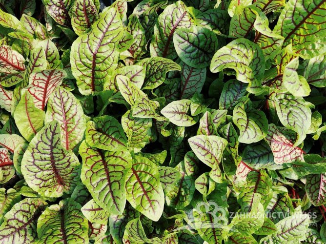 ŠŤOVÍK KRVAVÝ - RUMEX SANGUINEUS