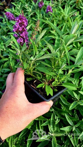 MOTÝLÍ KEŘ - BUDDLEJA DAVIDII BUTTERFLY CANDY LITTLE PURPLE