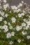 ANEMONE HONORINE JOBERT