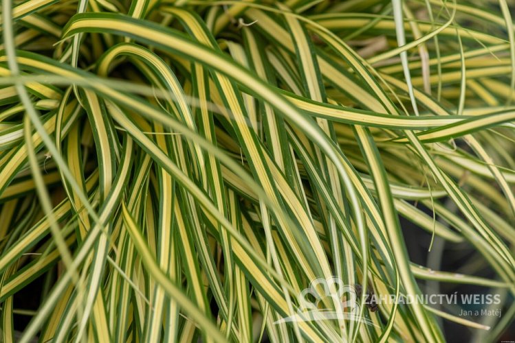 CAREX OSHIMENSIS EVERGOLD