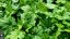 HEUCHERELLA HYBRIDA WHITE REVOLUTION