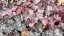 HEUCHERA - "GLITTER"