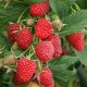 MALINA STÁLEPLODÍCÍ- RUBUS IDAEUS POLKA