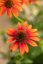 ECHINACEA PURPUREA PRAIRIE BLAZE ORANGE SUNSET