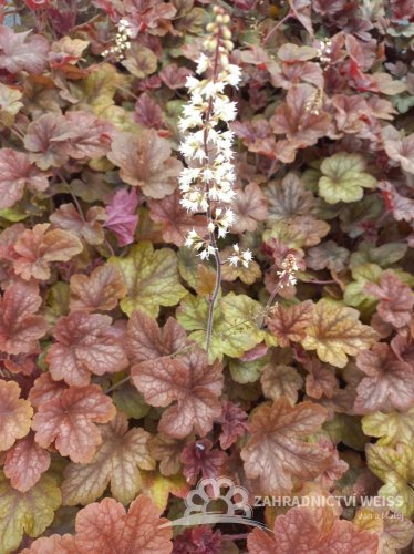 HEUCHERELLA x HYBRIDA BUTTERED RUM