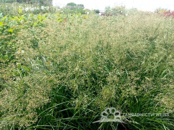 METLICE TRSNATÁ - DESCHAMPSIA CAESPITOSA PALAVA