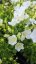 ZVONEK KARPATSKÝ - CAMPANULA KARPATICA AVIDA WHITE