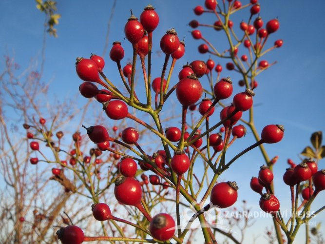 RŮŽE MNOHOKVĚTÁ - ROSA MULTIFLORA