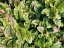 ŠŤOVÍK KRVAVÝ - RUMEX SANGUINEUS