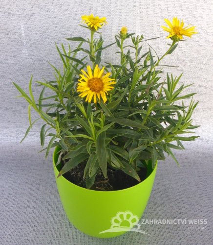 OMAN - INULA ENSIFOLIA GOLDEN YELLOW