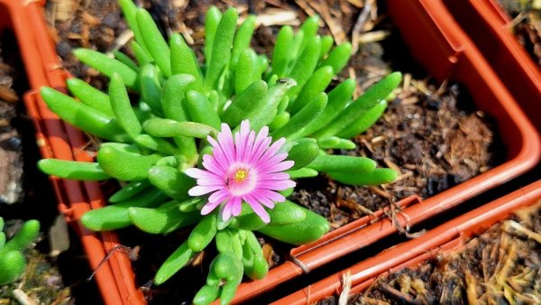 DELOSPERMA CULTIVARS LIDO PINK