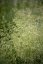 METLICE TRSNATÁ - DESCHAMPSIA CAESPITOSA PALAVA