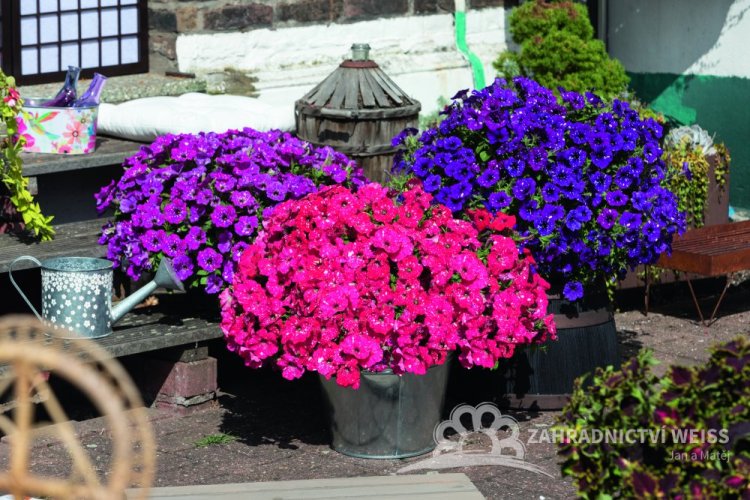 PETUNIE - PETUNIA SUPRISE „ SPARKLING RED“