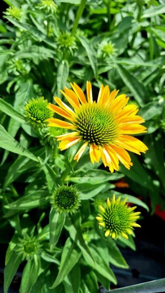 ECHINACEA SUN MAGIC FANTASTIC YELLOW