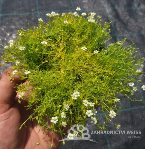 SAGINA SUBULATA - ÚRAZNÍK - LIME