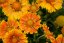 KOKARDA – GAILLARDIA  ARISTATA SPINTOP MANGO