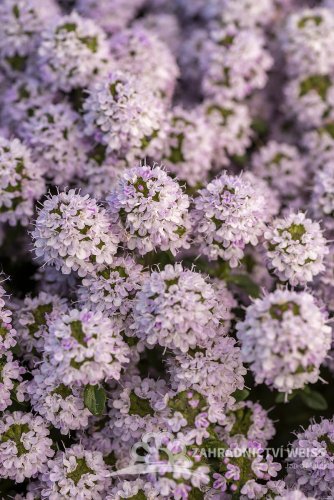 MATEŘÍDOUŠKA - THYMUS LONGICAULIS