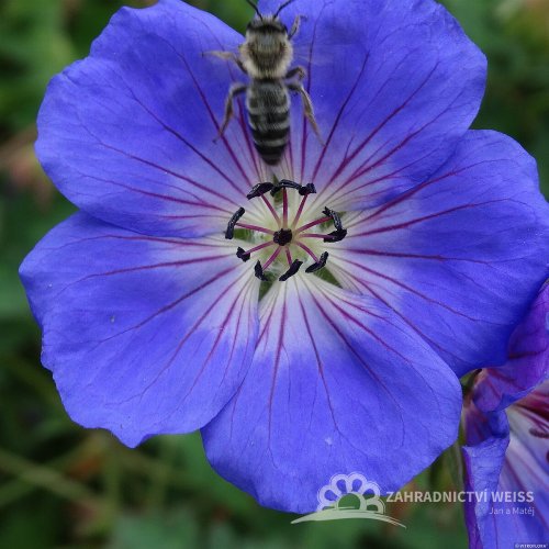 KAKOST - GERANIUM  HYBRIDA ROZZANE