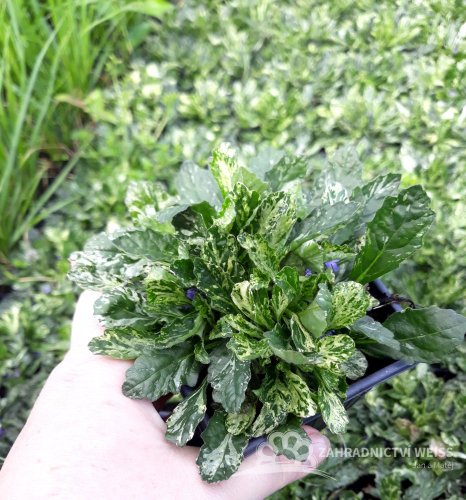 ZBĚHOVEC – AJUGA REPTANS SPARKLER