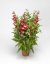DRAČÍK - PENSTEMON HARTWEIGII 'ARABESQUE RED'